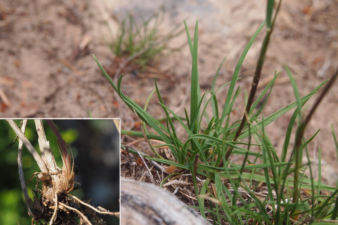 Hair Grass, (Pyramidal) leaf